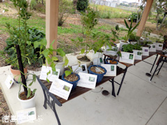 徳島県徳島市 徳島大学 薬用植物園 2014