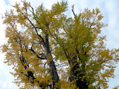 光福寺のイチョウ 2011