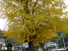 長福寺 大月のイチョウ 2012