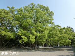 大麻比古神社 楠 2011