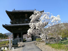 熊谷寺 ニ王門 ハクモクレン 2012