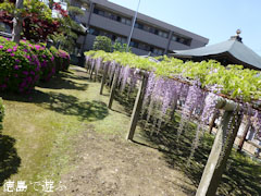 地福寺 藤の花 2012