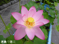 板野郡板野町 徳島県立埋蔵文化財総合センター 古代蓮 古代ハス 2014