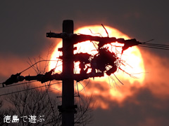 2015年 最後の夕方 コウノトリ 鸛 電柱の上 巣 夕日