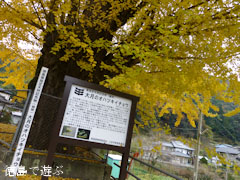 長福寺 大月のイチョウ 2012