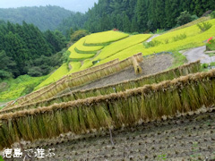 樫原の棚田 2013年9月