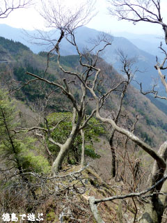 あけぼの峠 アケボノツツジ 2010