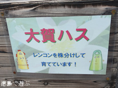 板野郡板野町 徳島県立埋蔵文化財総合センター 大賀ハス 2016