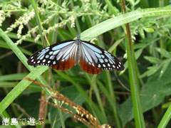 大川原高原 浅黄斑 2010