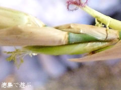 メロカンナ 梨竹 雄花