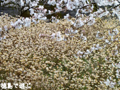 ���縩 �ߥĥޥ� ���� ����