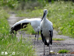 徳島県鳴門市大麻町 コウノトリ 電柱 巣 2015年8月18日