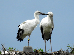 徳島県鳴門市大麻町 コウノトリ 電柱 巣 2015年9月7日