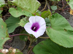 �����ä���β֤ޤĤ� 2013