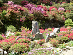 上分花の隠里 ツツジ 2011