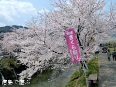 勝浦さくら祭り 2012