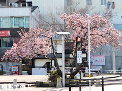 両国橋東公園 寒桜 カンザクラ