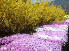 広棚の芝桜 2011