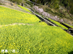 ���縩̾��������Į ���� �ڤβ֤�Τ ���� 2014
