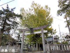 徳島県名西郡石井町 天神のイチョウ 2015