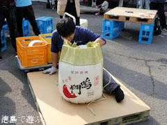 本家松浦酒造場 鳴門鯛 蔵開き 2011