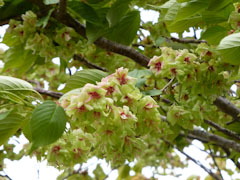 ギョイコウ桜 御衣黄桜 2012