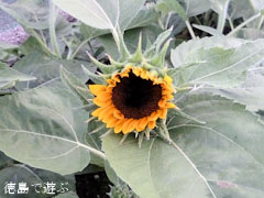 向日葵 ひまわり 7月31日