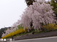 ����Į������ ������� 2013