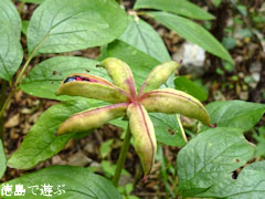 ³Ù¿Í¤Î¿¹ ¥Ù¥Ë¥Ð¥Ê¥ä¥Þ¥·¥ã¥¯¥ä¥¯ ¼Â 2011