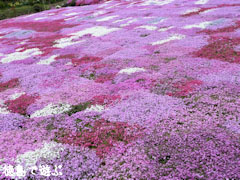 広棚の芝桜 2010
