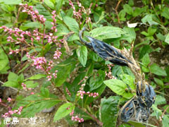 ���β� ���󥸥� 2012