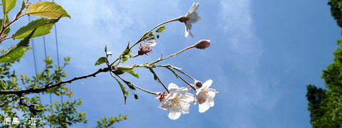 上勝町 十月桜