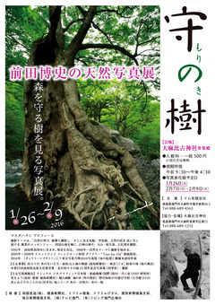 徳島県鳴門市 大麻比古神社 前田博史の天然写真展 守の樹 2016