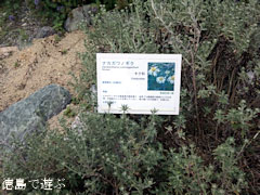 �ʥ�����Υ���