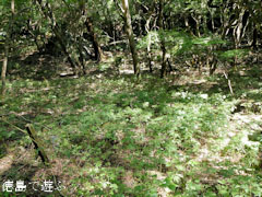 土須峠 トリカブト 2011