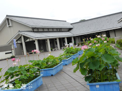 板野郡板野町 徳島県立埋蔵文化財総合センター 古代蓮 古代ハス 2014
