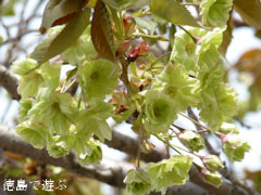 ギョイコウ桜 御衣黄桜 2011