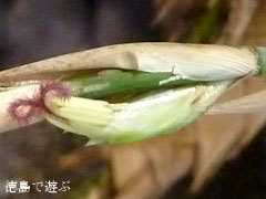 メロカンナ 梨竹 雌花