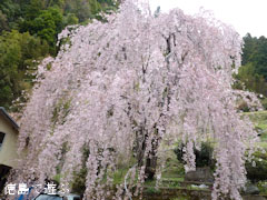 木屋平 大北地区 中腹 しだれ桜 2011
