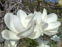 ��ë�� �˲��� �ϥ��⥯��� 2012