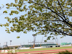 徳島県鳴門市 鳴門・大塚スポーツパーク ギョイコウ桜 御衣黄桜 2014
