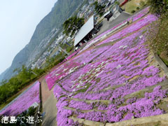 加茂農村公園 芝桜 2011