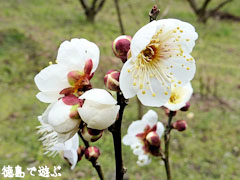 美郷 重楽寺 梅