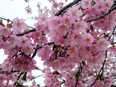 ����Ʋ ̴�� 2012