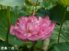 上勝町 茶碗蓮の花 2011