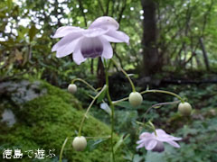 岳人の森 レンゲショウマ 蓮華升麻 2011