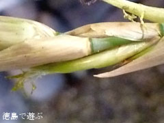 メロカンナ 梨竹 雄花