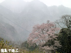 天日神社のエドヒガン桜