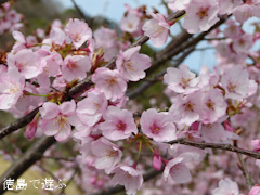 徳島県鳴門市大麻町 道の駅 第九の里 周辺 蜂須賀桜 2016