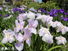 徳島県阿南市那賀川町江野島 住友菖蒲園 花菖蒲 2015